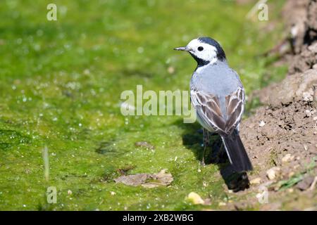 Ein weißer Bachstelzvogel steht neben einem grasbewachsenen Gebiet und zeigt sein markantes schwarzes, weißes und graues Gefieder Stockfoto
