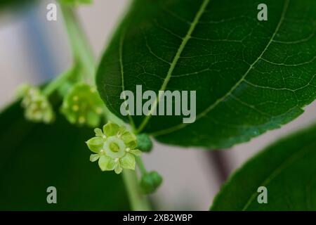 Nahaufnahme von grünen Passionsblumenblättern und blühenden Blüten mit Schwerpunkt auf den komplizierten Details und der Textur des Laubs. Stockfoto