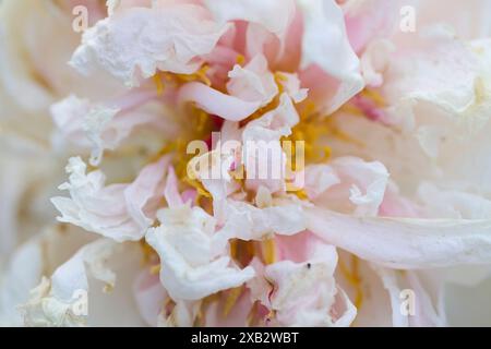 Ein sanfter Fokus fängt die komplizierten Details einer blühenden Pfingstrose mit ihren Rüschen rosa und weißen Blütenblättern ein, die ein Gefühl von Gelassenheit und Natürlichkeit wecken Stockfoto