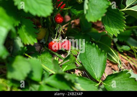 Reife rote Erdbeeren hängen an einer grünen Blattpflanze. Stockfoto