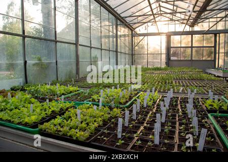 Setzlinge gedeihen in einem ländlichen Gewächshaus bei Sonnenuntergang und versprechen eine Zukunft mit üppigem Wachstum und nachhaltiger Landwirtschaft. Stockfoto