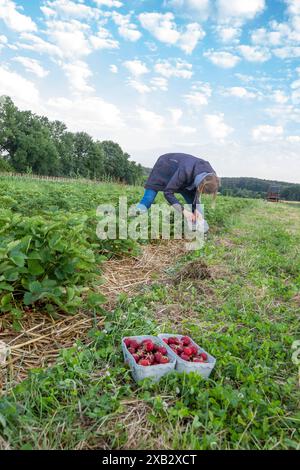 Die unerkennbare Frau ist über die Ernte von Erdbeeren in einem üppig grünen Feld mit einem bewölkten Himmel über dem Kopf und einem Korb voller reifer Beeren gebeugt. Stockfoto