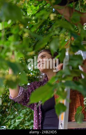 Eine lächelnde junge Farmerin pflückt Früchte, während sie auf einer Leiter zwischen üppig grünen Blättern steht und ein Gefühl für einen gesunden ländlichen Lebensstil weckt. Stockfoto