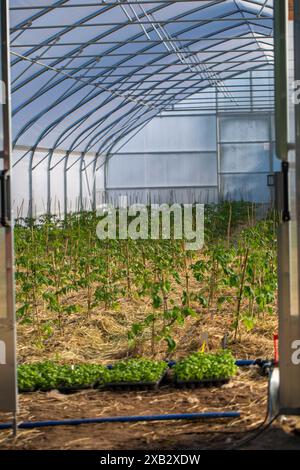 Frische junge Tomatenpflanzen blühen in der strukturierten Umgebung eines Gewächshauses mit sichtbaren Bewässerungsschläuchen. Stockfoto