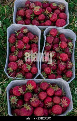 Viereckige Kartons gefüllt mit Reifen, roten Erdbeeren, frisch geerntet und auf üppigem Bauerngras ausgestellt, die frische Produkte vom Bauernhof präsentieren. Stockfoto