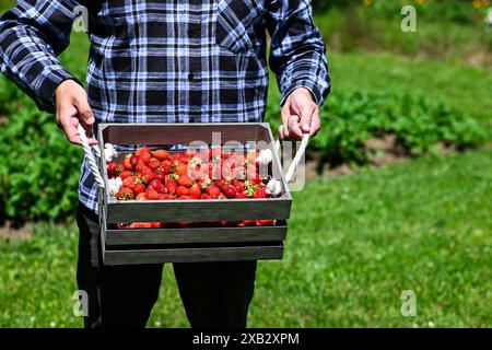 Der Bauer steht auf einem Feld und hält eine Holzkiste, die mit frisch geernteten, Reifen Erdbeeren überflutet ist. Stockfoto