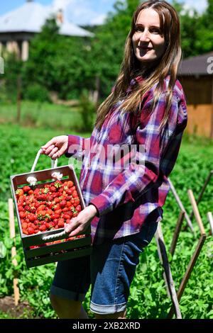 Eine Farmerin hält an einem sonnigen Tag auf einem Feld eine Holzkiste mit frisch gepflückten, Reifen roten Erdbeeren. Stockfoto