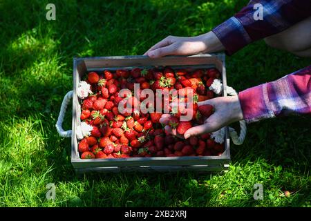 Eine Landwirtin hält frisch geerntete Erdbeeren über eine Holzkiste voller Erdbeeren. Stockfoto