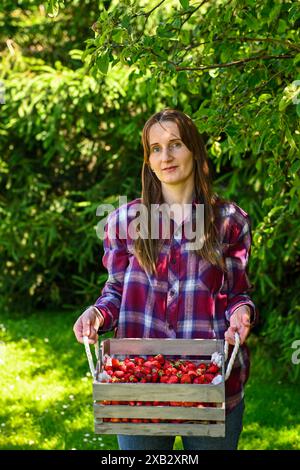 Eine Farmerin hält an einem sonnigen Tag auf einem Feld eine Holzkiste mit frisch gepflückten, Reifen roten Erdbeeren. Stockfoto