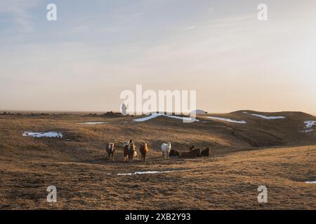 Islandpferde grasen friedlich in den ruhigen, offenen Feldern der Halbinsel Snaefellsnes bei einem sanften Sonnenuntergang, mit schwachen Spuren von Winterschnee und Ex Stockfoto