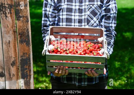 Der Bauer steht auf einem Feld und hält eine Holzkiste, die mit frisch geernteten, Reifen Erdbeeren überflutet ist. Stockfoto