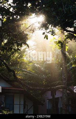 Das Sonnenlicht durchströmt das dichte Baldachin des Dschungels von Costa Rica und wirft einen mystischen Dunst um das grüne Laub und ein malerisches Haus Stockfoto