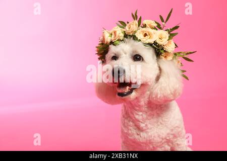 Der bezaubernde Bichon trägt einen Kranz aus wunderschönen Blumen auf pinkfarbenem Hintergrund, Platz für Text Stockfoto