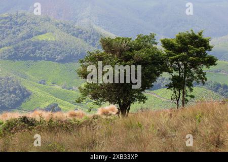 Blick auf die Landschaft vom Eravikulam Nationalpark in den Kannan Devan Hills in der Nähe von Munnar. Es befindet sich im Devikulam Taluk des Distrikts Idukki i. Stockfoto