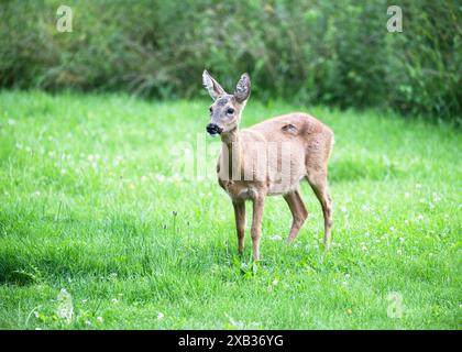 Entzückendes weibliches Reh, das am frühen Morgen auf einer grünen Wiese steht. Wild Animal Concept (Capreolus capreolus) Copy Space (Freiraum). Stockfoto