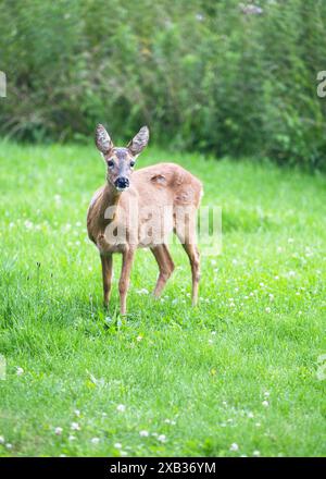 Ein wachsames, einsames Hirschweibchen blickt am frühen Morgen auf einer grünen Wiese über seine Schulter zurück (Capreolus capreolus) Stockfoto