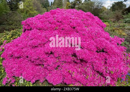 Rhododendron Hatsu-Giri blühende Blüten im Frühjahr, blühende Pflanze in der Familie Ericaceae. Stockfoto