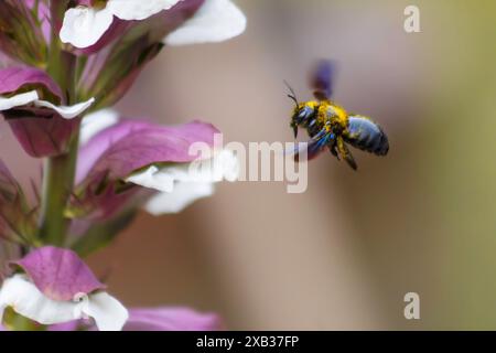 Eine mit Pollen bestaubte Tischlerbiene schwebt um eine Bärenpflanze Stockfoto