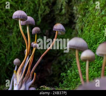Wellige Bonnet-Pilze vor einem grünen moosigen Hintergrund Stockfoto