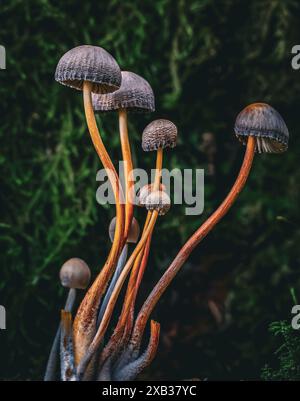 Wellige Bonnet-Pilze vor einem grünen moosigen Hintergrund Stockfoto