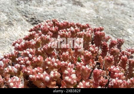 Sedum anglicum oder englischer Steinpilz saftige blühende Pflanze mit roten Blättern und weißen Knospen in La Coruna, Spanien. Stockfoto