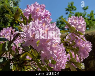 Rhododendron ponticum lila Blumen im sonnigen Garten. Gemeinsame Rhododendron-immergrüne Pflanze. Pontischer Rhododendron-Zierblühstrauch. Stockfoto