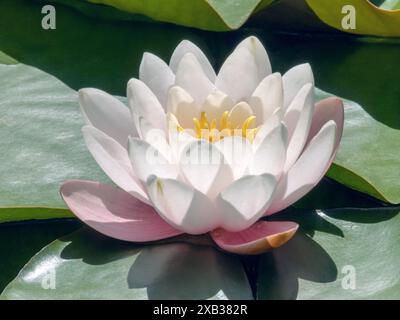 Weiße Seerose oder nymphaea helle Blüte und grüne Blätter. Blassrosa Blüte einer wunderschönen Wasserpflanze. Seerose mit durchscheinenden Blütenblättern gelber Stam Stockfoto