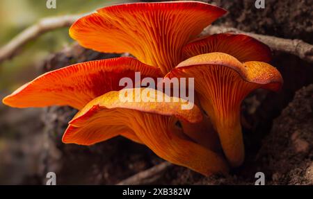 Eine Gruppe oranger Jack O'Lantern Pilze, die aus verrottendem Holz wachsen Stockfoto