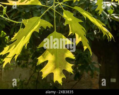 Quercus rubra Pflanze. Nördliche Roteiche mit hellgrünen Blättern im Frühjahr. Junge Blätter haben einen leicht rötlichen Ton. Stockfoto