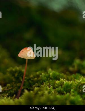 Winziger rosafarbener Pilz in Moos Stockfoto