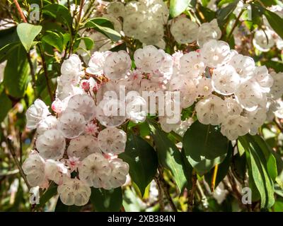 Berglorbeer blühende Äste im sonnigen Garten. Kalmia latifolia, Calico-Busch oder Löffelholz üppige Blüten im Frühling. Weißer und heller Stift Stockfoto