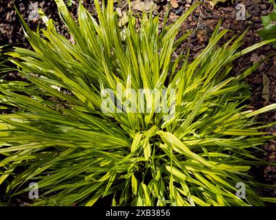 Japanisches Waldgras oder Hakonechloa macra, das Ziergras kaskadiert. Hakone Ziergras hellgrün buntes Laub. Bambus wie Bunc Stockfoto