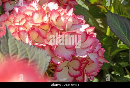 Hortensie macrophylla Pflanzenblüten. Weiße Blütenblätter mit rosa gezackter Kante. Hortensia-Blüte-Nahaufnahme. Stockfoto