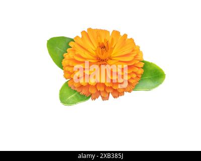 Die blühende Heilpflanze der Ringelblume. Calendula officinalis helle orange Blüte und grüne Blätter isoliert auf weiß. Stockfoto