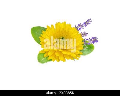 Ringelblumen und Lavendelblumen, isoliert auf weiß. Ringelblume in Blüte und Lavendelzweig. Calendula officinalis Kräuter- und lavandula-Medizin Stockfoto