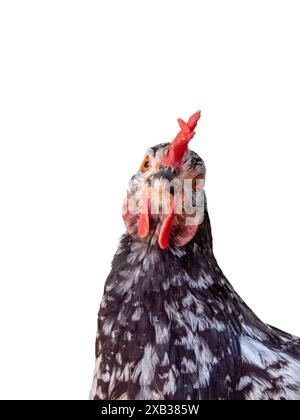 Schwarz-weiß bunte Hühner isoliert auf weiß. Weibliches Huhn. Gallus gallus domesticus. Gesprenkelter Ausschnitt für das Junghennen. Stockfoto