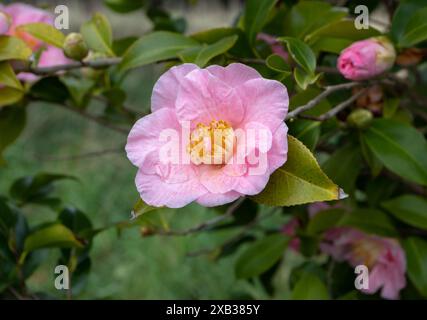 Blassrosa Kamelie japonica halb-doppelte Blüte. Japanische Kamelie blühende Pflanzenzweige mit zarten Blüten und Knospen. Tsubaki blühen. Stockfoto