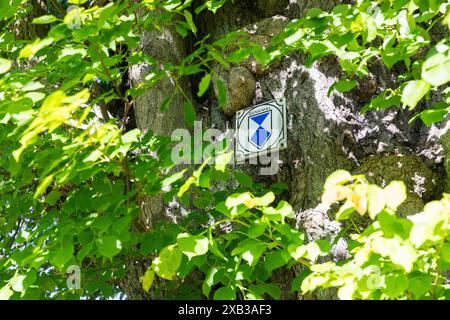 Schild Denkmal am Stamm einer alten Linde als Kennzeichnung für Naturdenkmal, Sachsen, Deutschland *** Denkmalschild am Stamm einer alten Linde Stockfoto