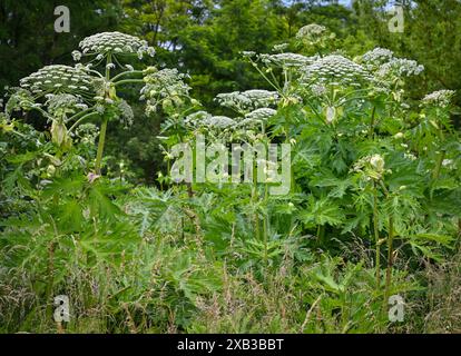 10. Juni 2024, Brandenburg, Lietzen: Am Waldrand wachsen Pflanzen der Art Riesenhogweed, auch bekannt als Herkulesstaude. Wanderer und Spaziergänger in Brandenburg sollten sich vor dem Riesenbärchen hüten. Die giftige Pflanze kann bei Berührung schmerzhafte Hautreizungen verursachen. Die ursprünglich aus dem Kaukasus stammende Pflanze wächst bis zu vier Meter hoch und wächst hauptsächlich entlang von Gewässern und Feldrändern, kann aber auch in Gärten gefunden werden. Der saft der Pflanze enthält photosensibilisierende Substanzen aus der Gruppe der Furanocoumarine. Kontakt mit dem sap in Kombination mit Sonnenschein kann dazu führen Stockfoto