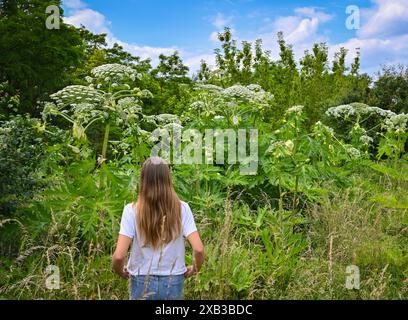 10. Juni 2024, Brandenburg, Lietzen: Ein Mädchen steht am Rande eines Waldes vor Pflanzen der Art Riesenhogweed, auch bekannt als Herkules-Pflanze. Wanderer und Spaziergänger in Brandenburg sollten sich vor Riesenbärchen hüten. Die giftige Pflanze kann bei Berührung schmerzhafte Hautreizungen verursachen. Die ursprünglich aus dem Kaukasus stammende Pflanze wächst bis zu vier Meter hoch und wächst hauptsächlich entlang von Wasserläufen und Feldrändern, ist aber auch in Gärten zu finden. Der saft der Pflanze enthält photosensibilisierende Substanzen aus der Gruppe der Furanocoumarine. Kontakt mit dem sap in Kombination mit Sonnenschein kann zu seve führen Stockfoto