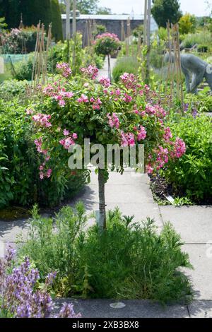 Standard Rose „Ballerina“ Stockfoto