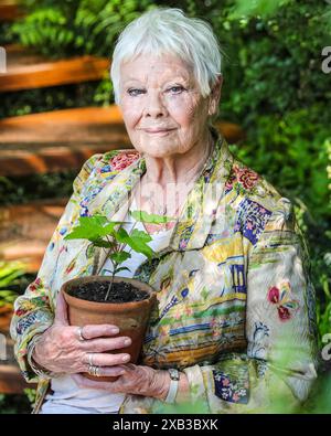 Dame Judi Dench, englische Schauspielerin, lächelt und hält einen Sycamore Gap Tree Setzling, Chelsea Flower Show 2024 Stockfoto