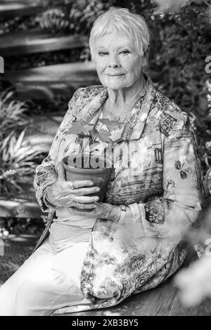 Dame Judi Dench, englische Schauspielerin, lächelt und hält einen Sycamore Gap Tree Setzling, Chelsea Flower Show 2024 Stockfoto