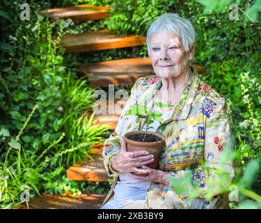 Dame Judi Dench, englische Schauspielerin, lächelt und hält einen Sycamore Gap Tree Setzling, Chelsea Flower Show 2024 Stockfoto