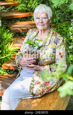 Dame Judi Dench, englische Schauspielerin, lächelt und hält einen Sycamore Gap Tree Setzling, Chelsea Flower Show 2024 Stockfoto