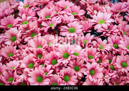 Chrysanthemen-Sorten auf der John Peace, RHS Chelsea Flower Show, London, England Stockfoto