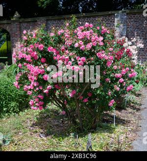 Rose William Baffin Stockfoto