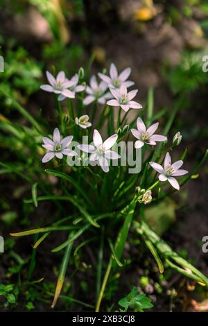 Schöne weiße Blume Ornithogalum umbellatum Graslilie in Blüte. Niedriger Flachfokus Stockfoto