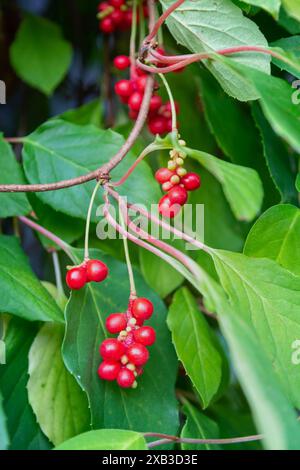 Chinesische Magnolienrebe, Schisandra chinensis. Ast Beeren Zitronengras. Das Konzept der heilenden Heilpflanzen. Stockfoto