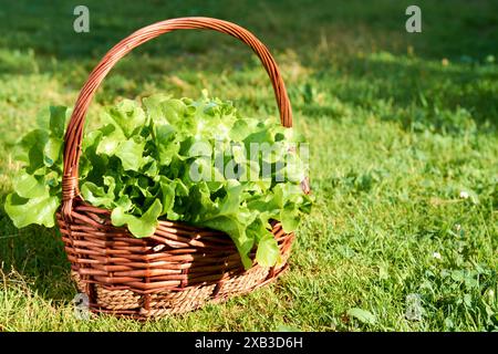 Grüne Eiche, Eisbergsalat, grüner Blattsalat. Salatpflanze, hydroponische Gemüseblätter im Korb. Frische Bio-Pflanzen auf einem Mini-Bauernhof angebaut Stockfoto